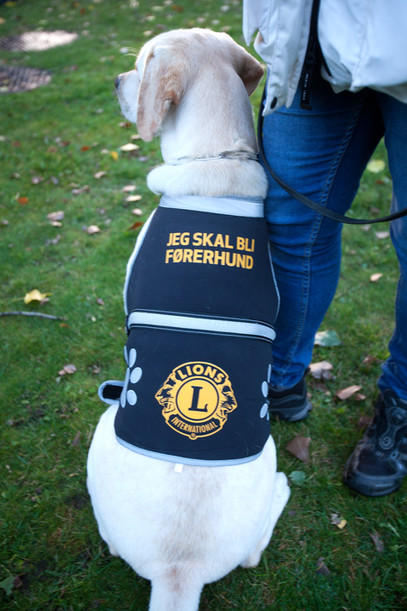 Artikkelbilde til artikkelen Lions Førerhundskole